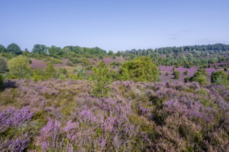 Purple flowering heath, broom heather and juniper bushes, in Totengrund, Wilsede Lüneburg Heath