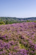 Purple flowering heath, heather and juniper bushes, Lüneburg Heath nature reserve, Lower Saxony,