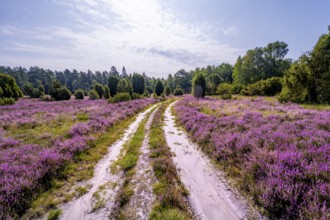 Path through purple flowering heath, heather and juniper bushes, Lüneburg Heath nature reserve,