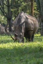 Southern white rhinoceros (Ceratotherium simum simum), Ziwa Rhino Sanctuary, Uganda