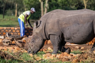 Southern white rhinoceros (Ceratotherium simum simum), Ziwa Rhino Sanctuary, Uganda