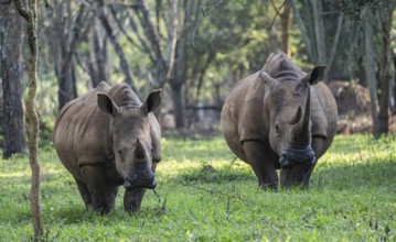 Two animals, Southern white rhinoceros (Ceratotherium simum simum), Ziwa Rhino Sanctuary, Uganda