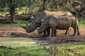Two animals at a waterhole, Southern white rhinoceros (Ceratotherium simum simum), Ziwa Rhino