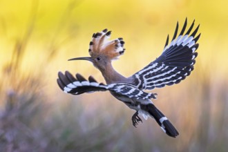 Hoopoe (Upupa epops) Bird of the Year 2022, male, female, erect canopy, sunrise, interaction,