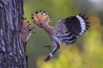 Hoopoe (Upupa epops) Bird of the Year 2022, male with food, prey, foraging, food for the young