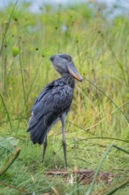 Shoebill (Balaeniceps rex), young bird standing in nest, Mabamba Swamp, Lake Victoria, Uganda