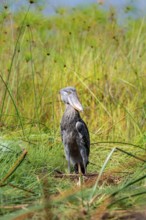 Shoebill (Balaeniceps rex), young bird kneeling in nest, Mabamba Swamp, Lake Victoria, Uganda