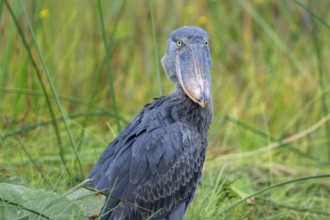 Shoebill (Balaeniceps rex), young bird, animal portrait, Mabamba Swamp, Lake Victoria, Uganda
