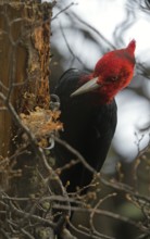 Magellanic Woodpecker (Campephilus magellanicus) male, Patagonia, South America