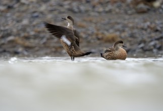 Crested Duck (Lophonetta specularioides) Torres del Paine National Park, Patagonia, Chile, South