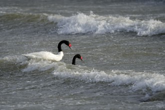 Black-necked swans (Cygnus melancoryphus), Patagonia, Chile, South America