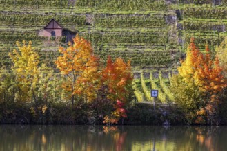 Autumn on the Neckar in Stuttgart. Vineyards of the Steinlage with colourful autumn leaves.