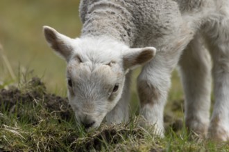 Domestic sheep (Ovis aries) juvenile baby lamb farm animal feeding in grassland in spring, England,