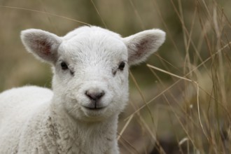 Domestic sheep (Ovis aries) juvenile baby lamb farm animal head portrait in spring, England, United