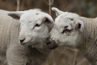 Domestic sheep (Ovis aries) two juvenile baby lambs farm animals greeting each other in spring,