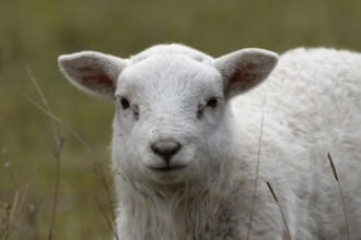 Domestic sheep (Ovis aries) juvenile baby lamb farm animal in grassland in spring, England, United
