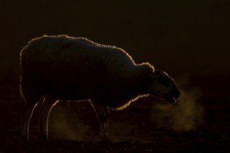 Domestic sheep (Ovis aries) adult farm animal bleeting in winter, England, United Kingdom