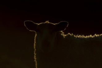Domestic sheep (Ovis aries) adult farm animal rimlit at sunset, England, United Kingdom