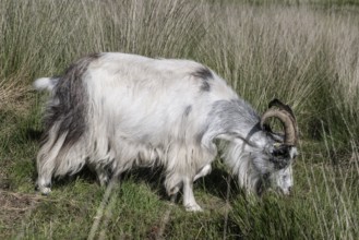 Dutch goat (Capra aegagrus hircus), Emsland, Lower Saxony, Germany