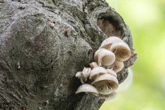 Ringed beech slime moulds (Oudemansiella mucida), Emsland, Lower Saxony, Germany