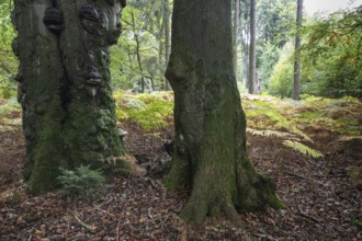 Old copper beech (Fagus sylvatica) and bracken fern (Pteridium aquifolium) infested with tinder