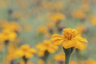 Marigolds (Tagetes), Emsland, Lower Saxony, Germany