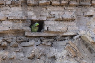 Ring-necked or Rose-ringed parakeet (Psittacula krameri) adult bird looking out of a hole in an