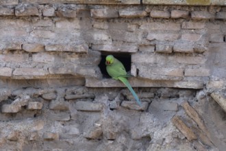 Ring-necked or Rose-ringed parakeet (Psittacula krameri) adult bird sitting in a hole in an ancient