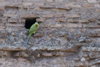Ring-necked or Rose-ringed parakeet (Psittacula krameri) adult bird sitting by a hole in an ancient