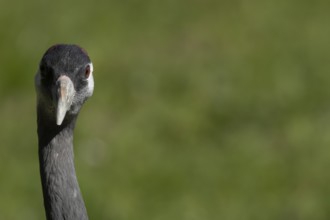 Eurasian or Common crane (Grus grus) adult bird head portrait, England, United Kingdom