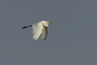 Great white egret (Ardea alba) adult bird flying, England, United Kingdom