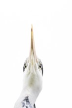 Grey heron (Ardea cinerea) adult bird head portrait, England, United Kingdom