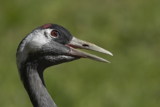 Eurasian or Common crane (Grus grus) adult bird with its beak open calling, England, United Kingdom