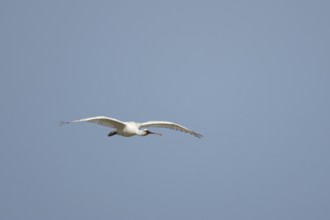 Eurasian spoonbill (Platalea leucorodia) adult bird flying, England, United Kingdom