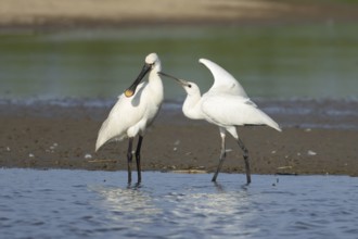 Eurasian spoonbill (Platalea leucorodia) adult bird with a juvenile bird begging for food in a