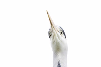 Grey heron (Ardea cinerea) adult bird head portrait, England, United Kingdom