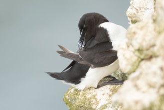 Razorbill (Alca torda) adult sea bird resting on a cliff ledge, England, United Kingdom
