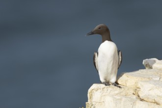 Guillemot (Uria aalge) adult sea bird on a cliff ledge, England, United Kingdom