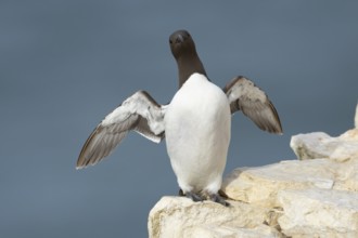Guillemot (Uria aalge) adult sea bird stretching its wings on a cliff ledge, England, United