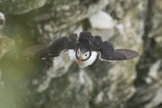 Atlantic puffin (Fratercula arctica) adult sea bird flying, England, United Kingdom