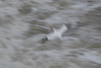 Northern gannet (Morus bassanus) adult sea bird flying - slow motion blur image, England, United
