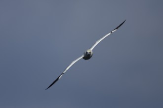 Northern gannet (Morus bassanus) adult sea bird flying, England, United Kingdom