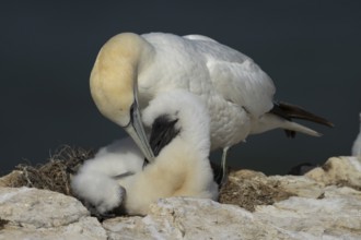 Northern gannet (Morus bassanus) adult parent bird and juvenile baby bird on a cliff ledge in