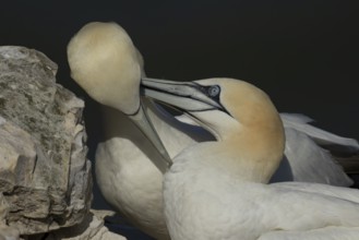 Northern gannet (Morus bassanus) two adult sea birds during their courtship love display on a cliff