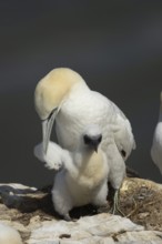 Northern gannet (Morus bassanus) adult parent bird and juvenile baby bird on a cliff ledge in