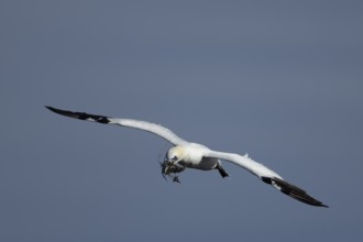 Northern gannet (Morus bassanus) adult sea bird flying with nesting material in its beak, England,