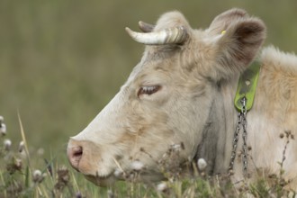 Cattle or Cow (Bos taurus) adult farm animal sleeping in a grass field, England, United Kingdom