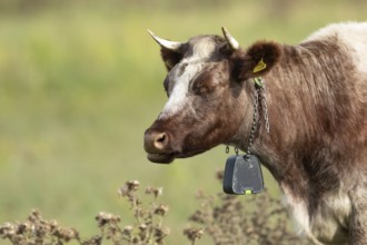 Cattle or Cow (Bos taurus) adult farm animal standing in a grass field, England, United Kingdom