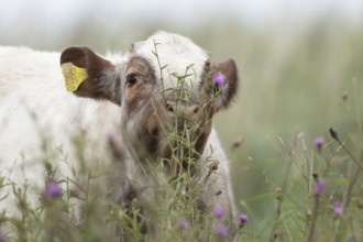 Cattle or Cow (Bos taurus) adult farm animal amongst summer wild flowers in a grass field, England,