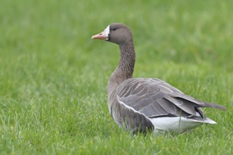 White-fronted goose (Anser albifrons), standing in a meadow in the wintering area, wildlife,
